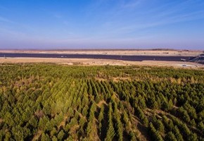 СУЭК высадит в Красноярском крае около 25 тысяч саженцев деревьев