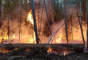 Полицейские предупреждают: Будьте осторожны с огнем в лесу!