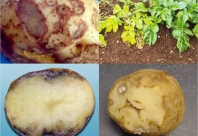 О золотистой картофельной нематоде и методах борьбы с ней